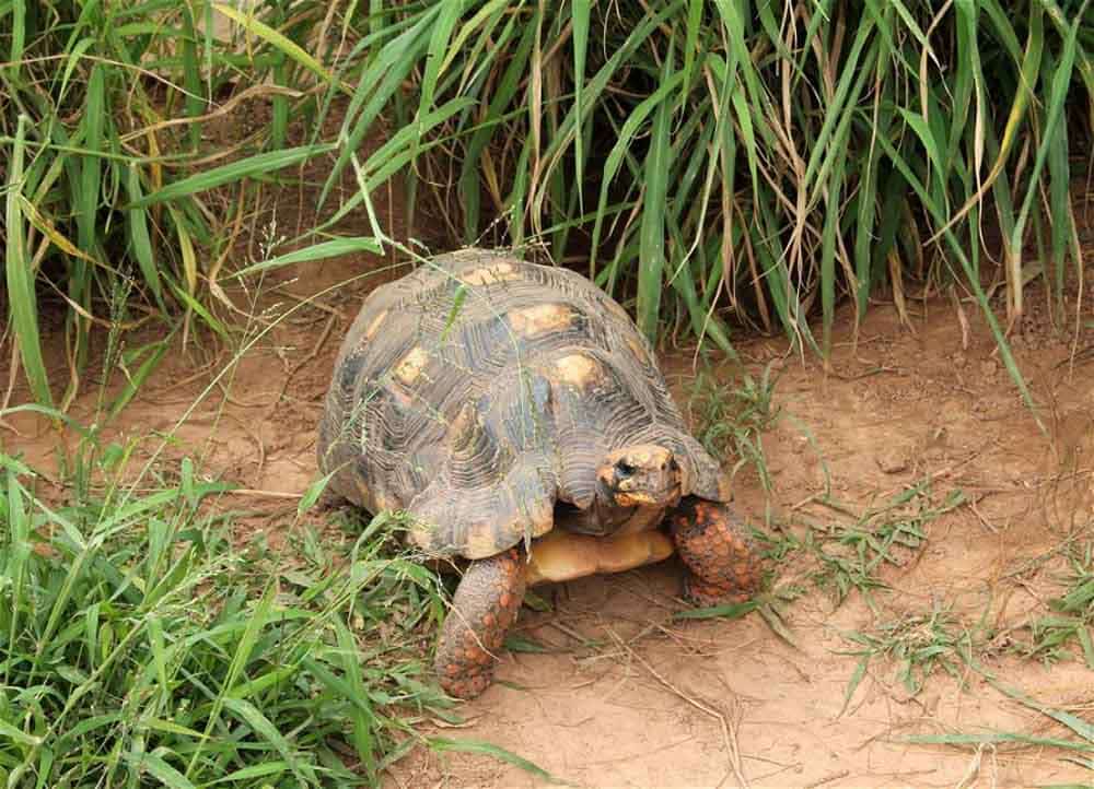 Picture of the author