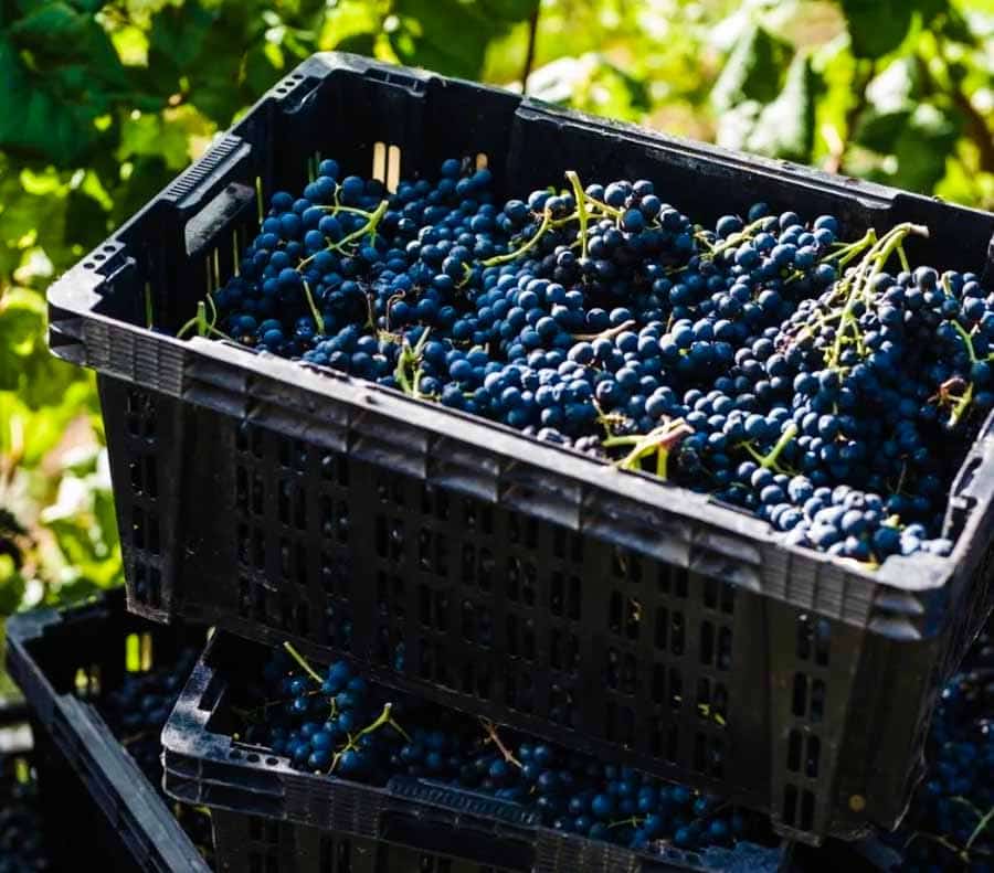 Picture of the author