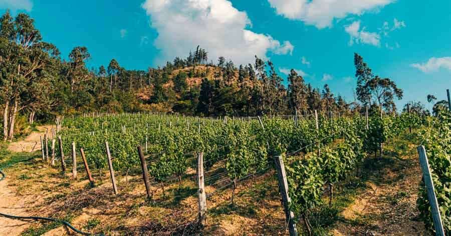 Picture of the author