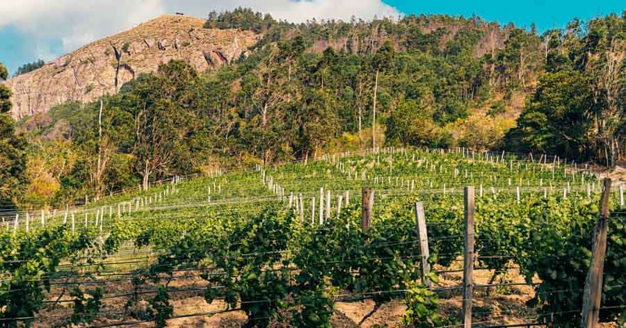 Picture of the author