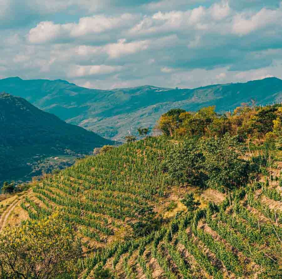 Picture of the author