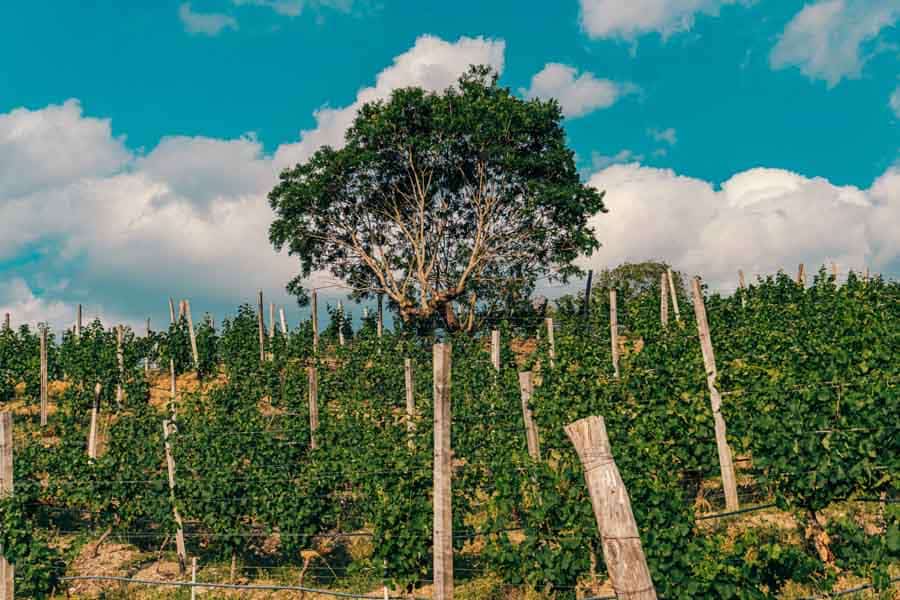 Picture of the author