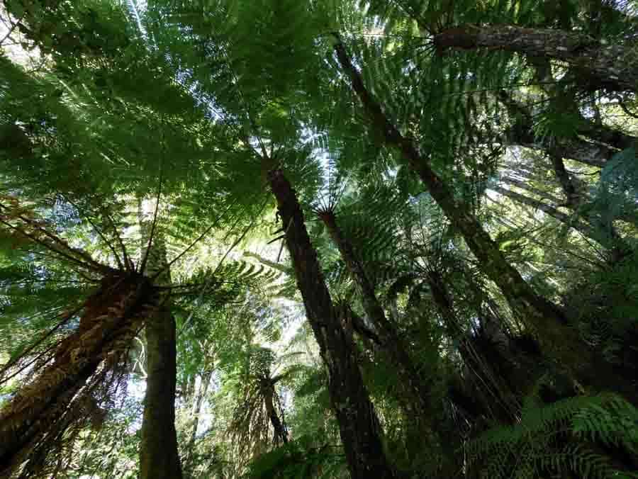 Picture of the author