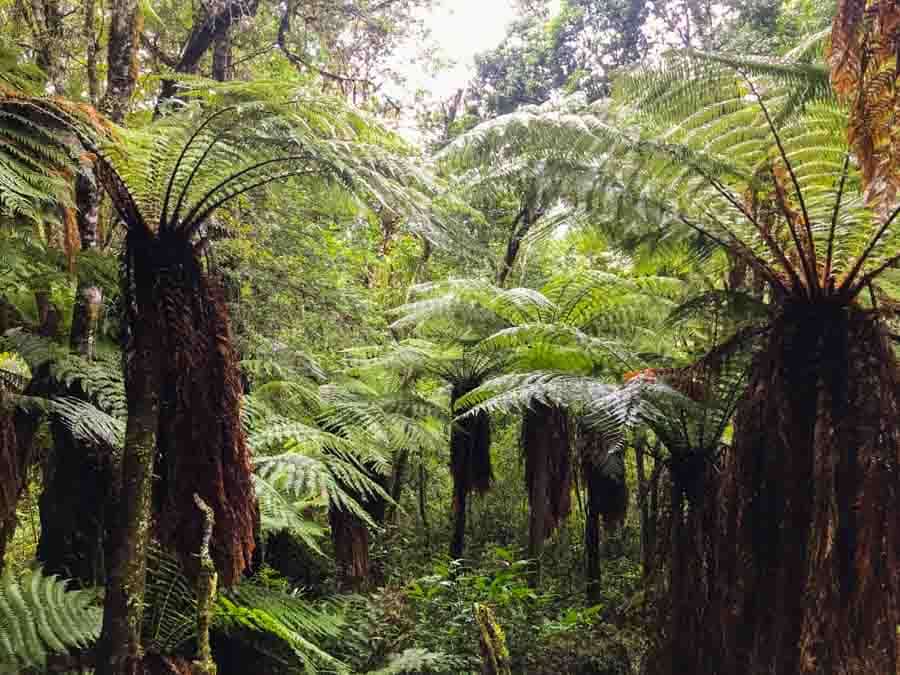 Picture of the author